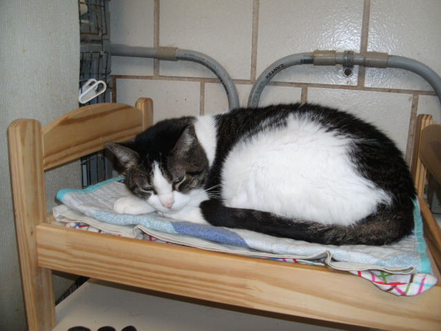 Enlarge Fabio, a Adoptable mixed breed in Lago Vista, TX image 8/12