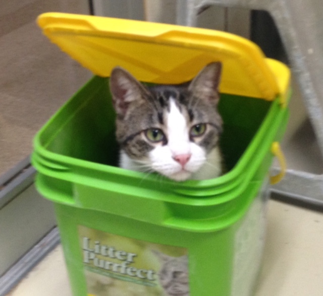 Enlarge Fabio, a Adoptable mixed breed in Lago Vista, TX image 10/12