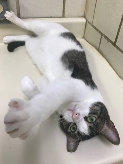 Enlarge Fabio, a Adoptable mixed breed in Lago Vista, TX image 11/12