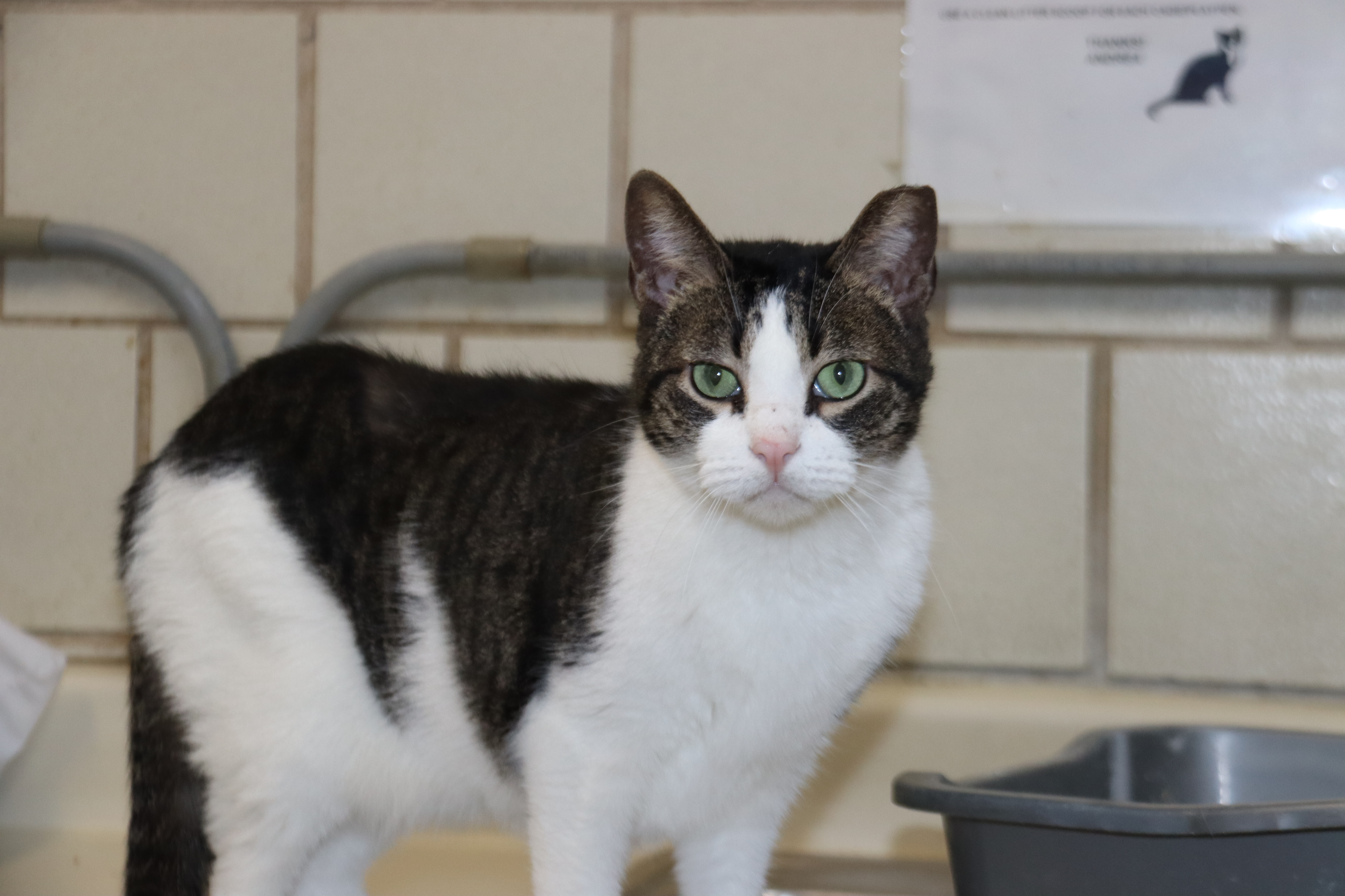 Enlarge Fabio, a Adoptable mixed breed in Lago Vista, TX image 12/12