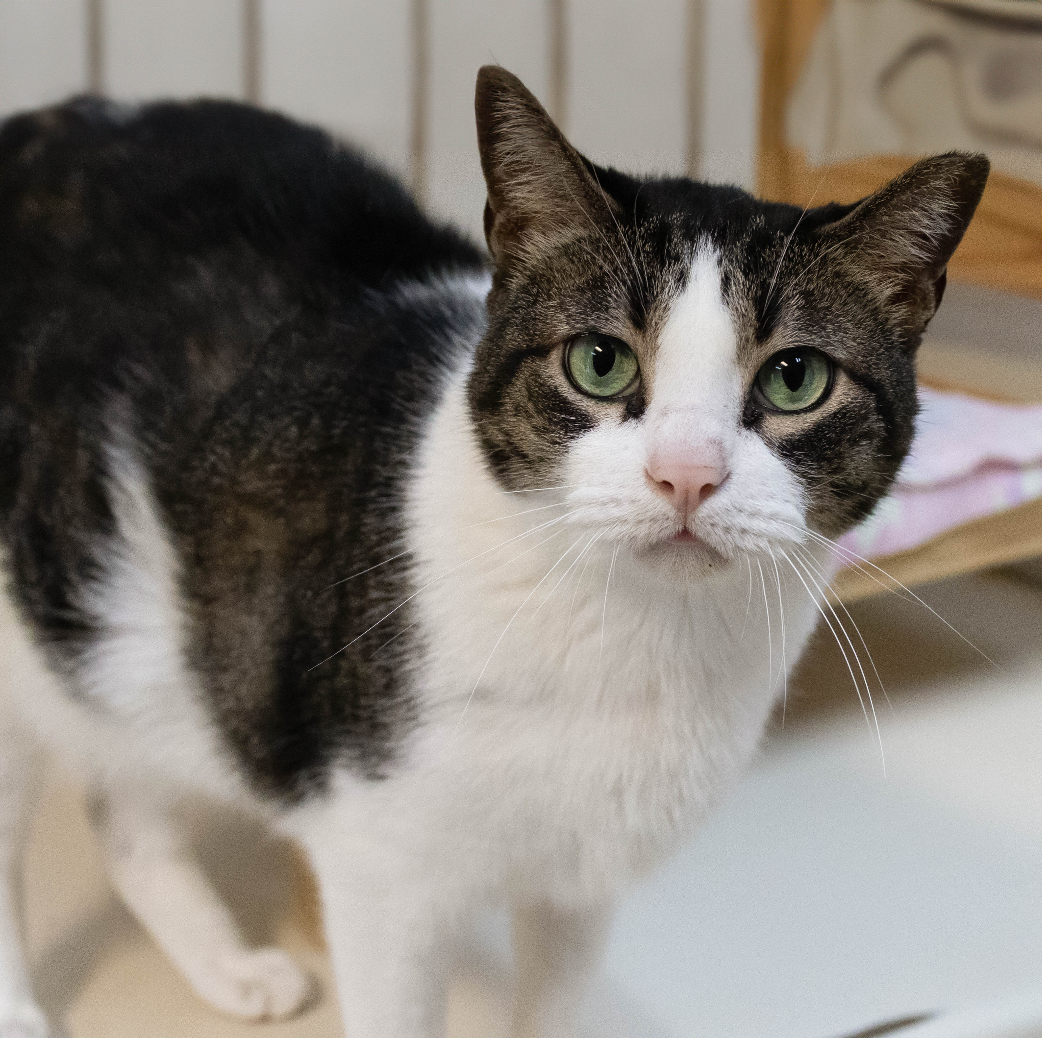 Fabio, a Adoptable mixed breed in Lago Vista, TX image 1/12