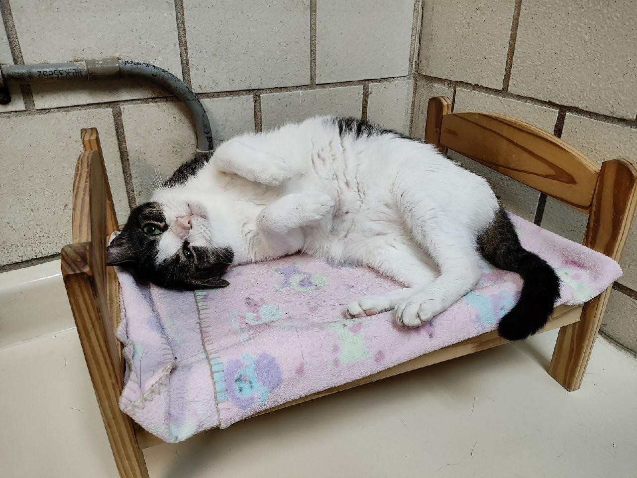 Enlarge Fabio, a Adoptable mixed breed in Lago Vista, TX image 9/12