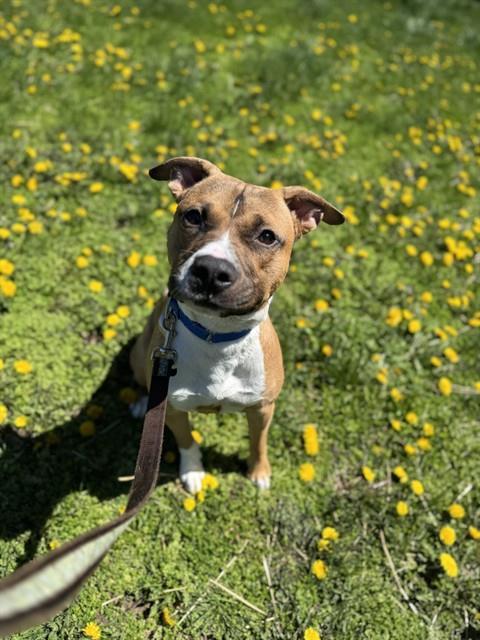 Enlarge DAX, a Adoptable mixed breed in Aliquippa, PA image 1/1