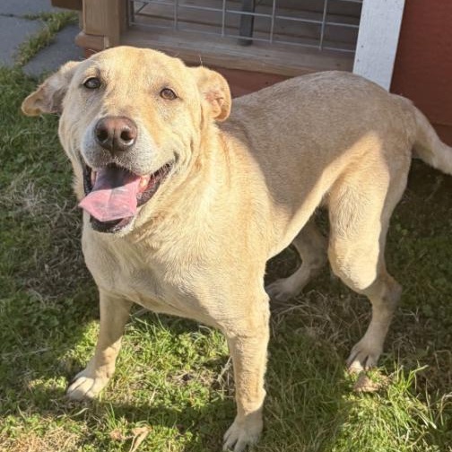 Enlarge Jade, a ADOPTABLE Labrador Retriever in Boston, MA image 3/6