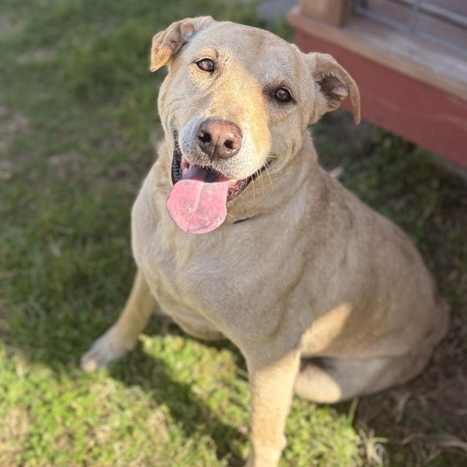 Enlarge Jade, a ADOPTABLE Labrador Retriever in Boston, MA image 5/6