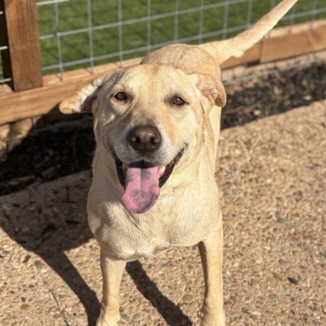 Enlarge Jade, a ADOPTABLE Labrador Retriever in Boston, MA image 2/6