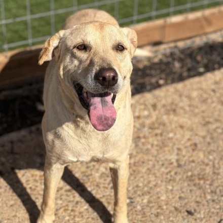 Enlarge Jade, a ADOPTABLE Labrador Retriever in Boston, MA image 6/6