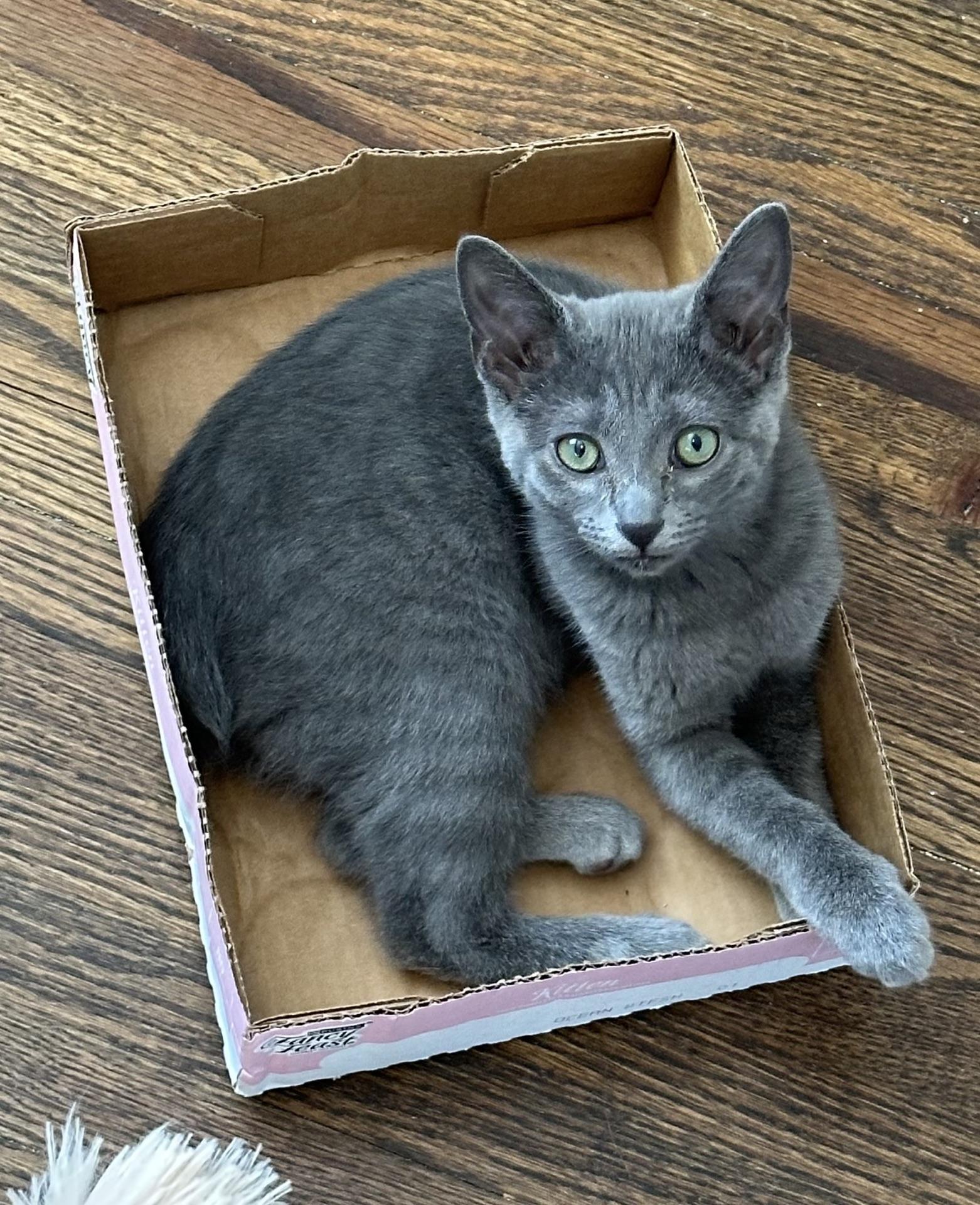 Whitney, a Adoptable Domestic Short Hair in Murfreesboro, TN image 2/6