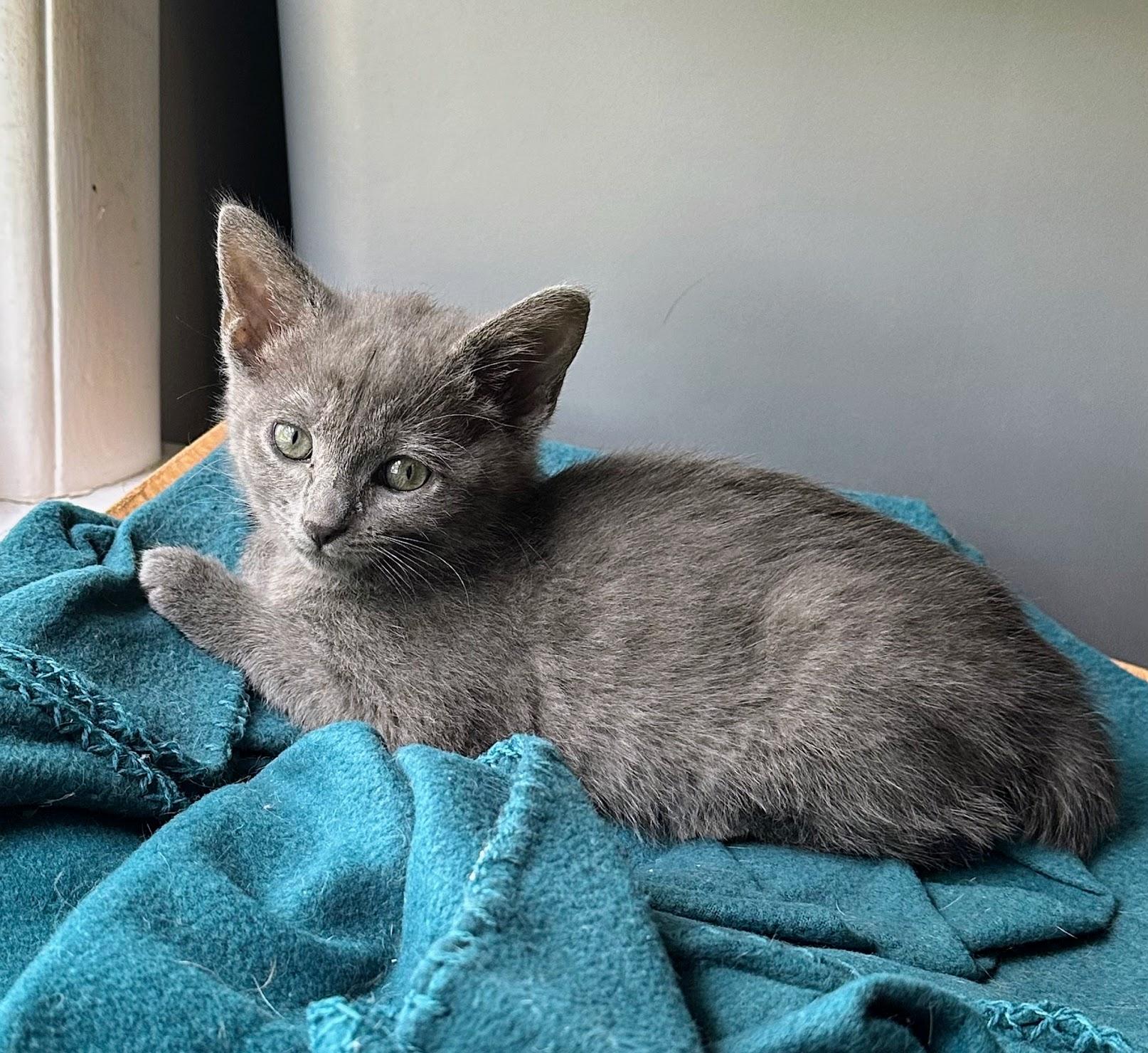 Whitney, a Adoptable Domestic Short Hair in Murfreesboro, TN image 6/6