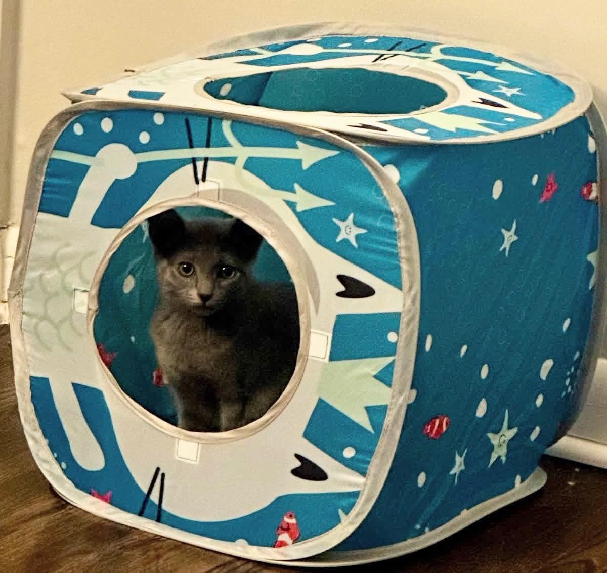 Whitney, Adoptable, Kitten Female Domestic Short Hair.