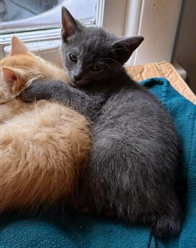 Whitney, a Adoptable Domestic Short Hair in Murfreesboro, TN image 4/6