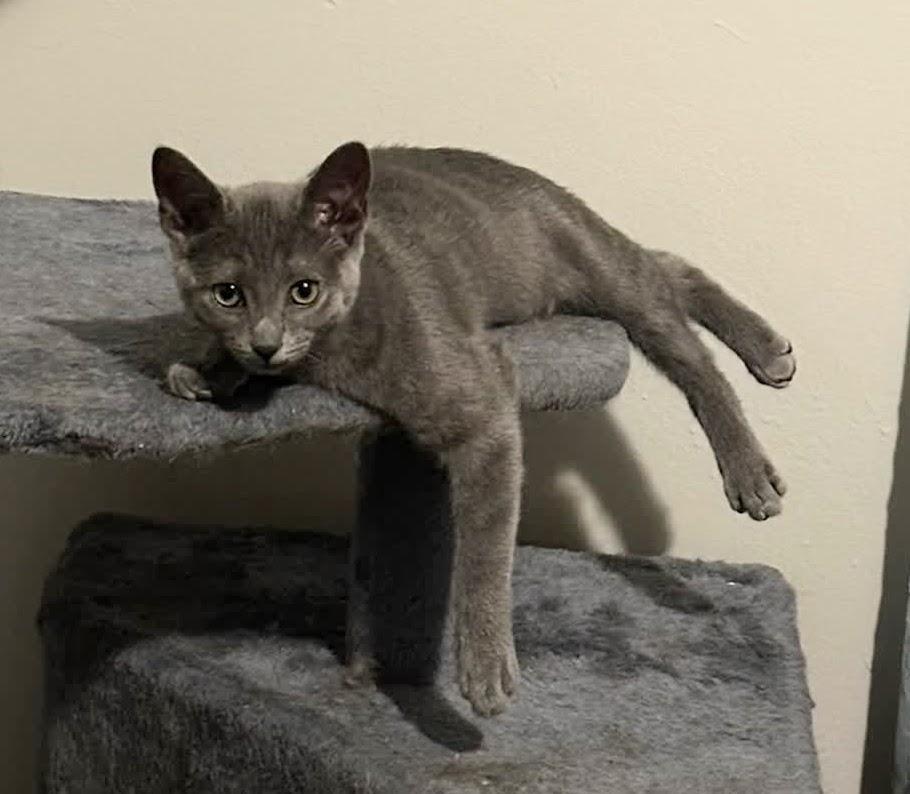 Whitney, a Adoptable Domestic Short Hair in Murfreesboro, TN image 5/6