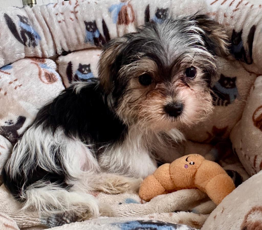 Leah-Tiny Morkie Puppy!, Adopted, Puppy Female Maltese & Yorkshire Terrier.