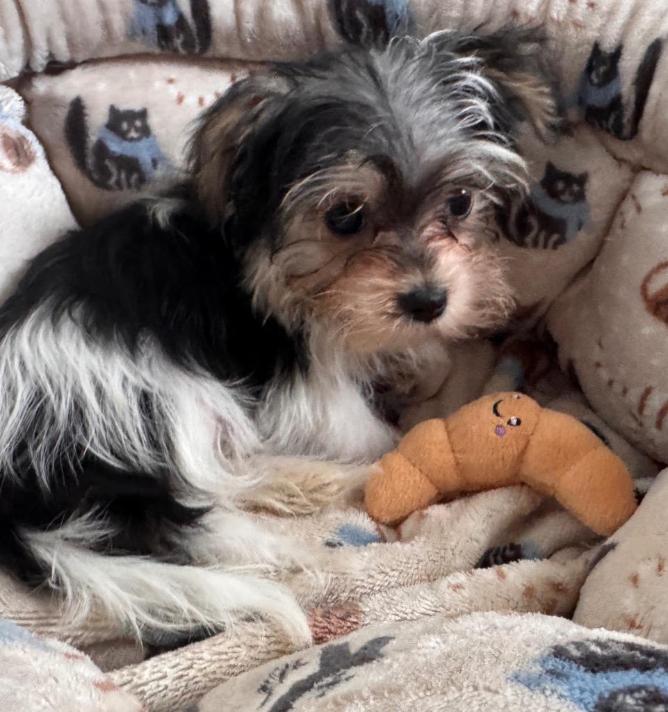 Leah-Tiny Morkie Puppy!, a Adopted mixed breed in Fort Myers, FL image 2/4