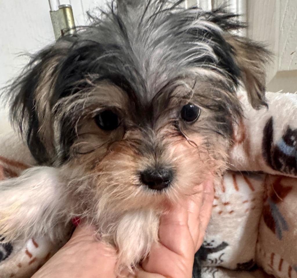 Leah-Tiny Morkie Puppy!, a Adopted mixed breed in Fort Myers, FL image 3/4