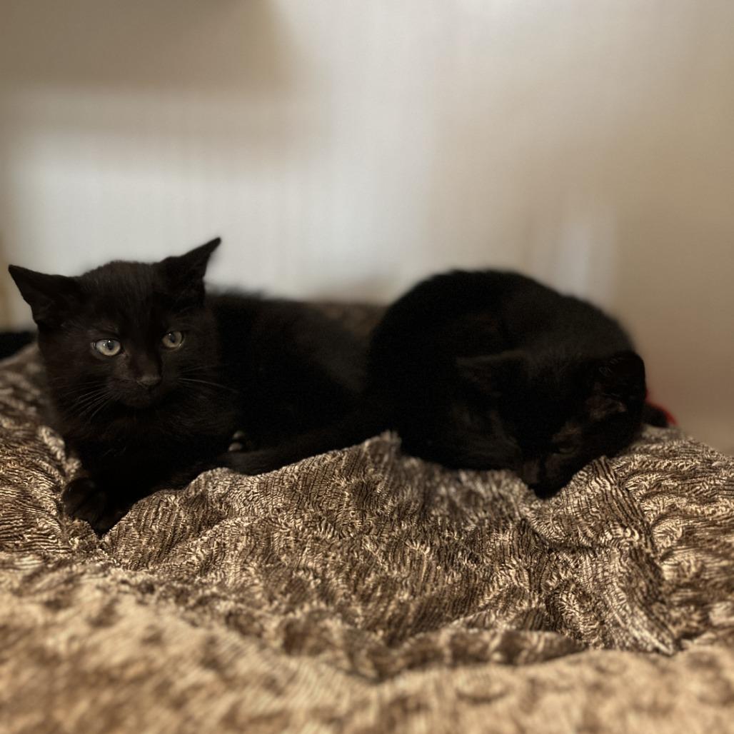 Larry 17626, Baby Male Domestic Short Hair