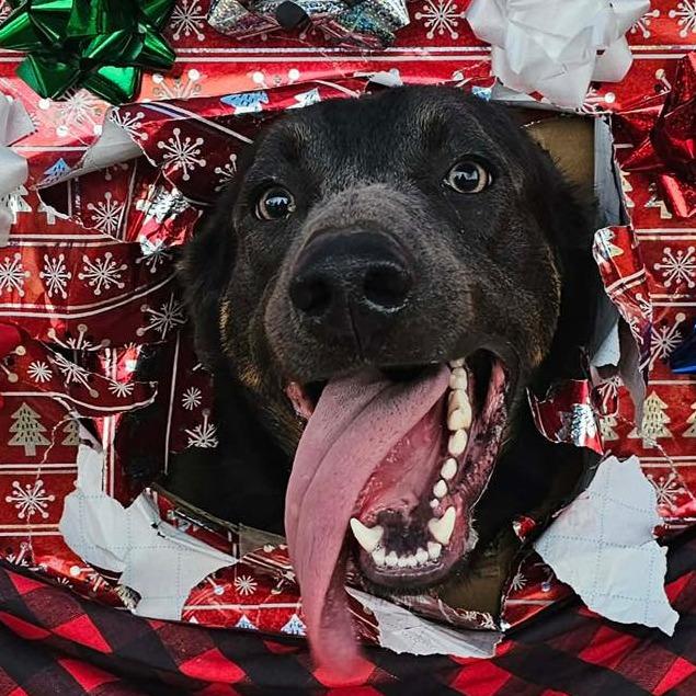 Enlarge RANDALL  Available NOW - ADOPTION or RESCUE!, a Adoptable Mixed Breed in Nashville, NC image 1/2