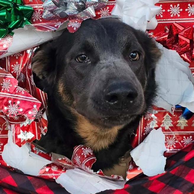 Enlarge RANDALL  Available NOW - ADOPTION or RESCUE!, a Adoptable Mixed Breed in Nashville, NC image 2/2