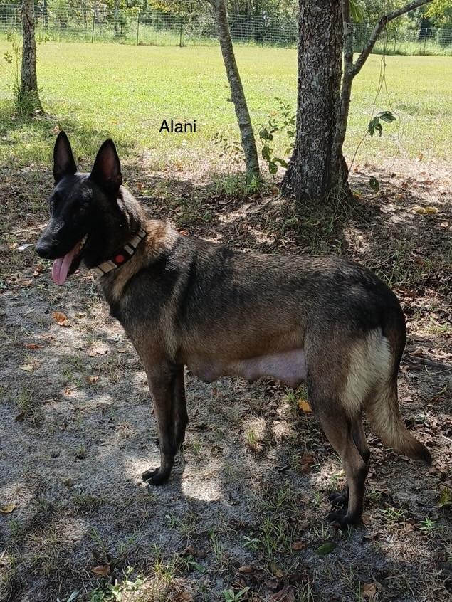 Enlarge Alani, a Adoptable Belgian Shepherd / Malinois in Rome, GA image 2/2