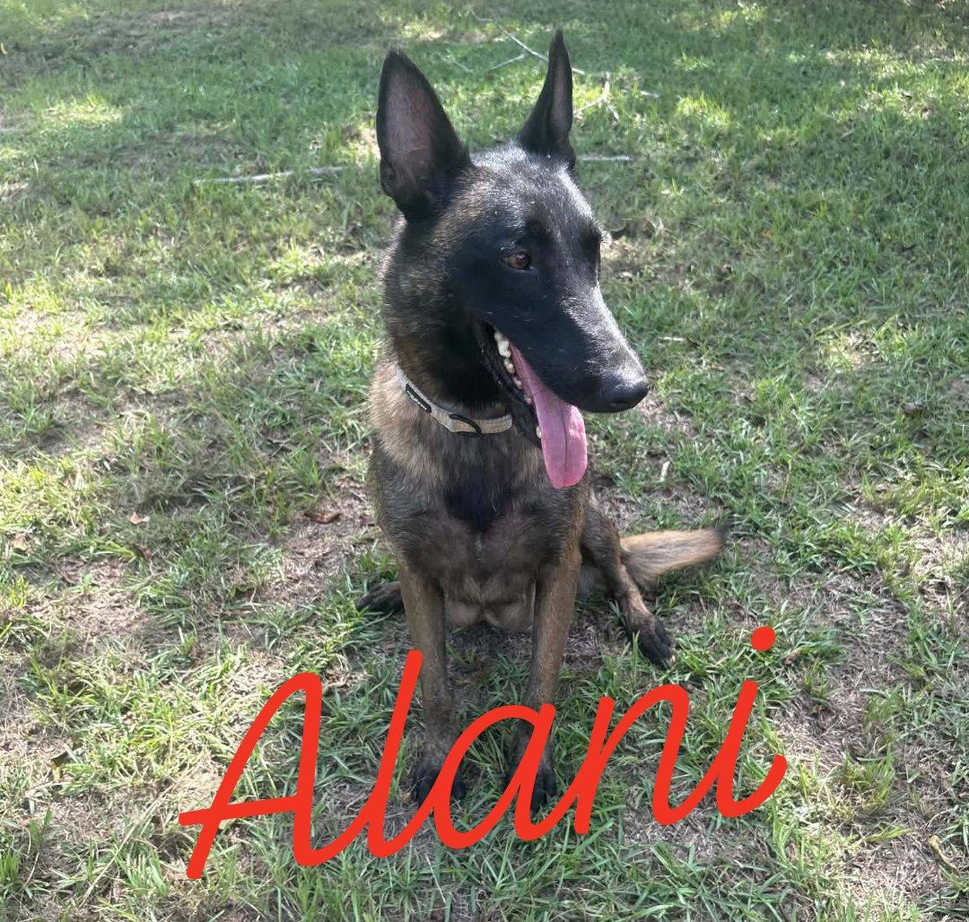 Alani, Adoptable, Adult Female Belgian Shepherd / Malinois.