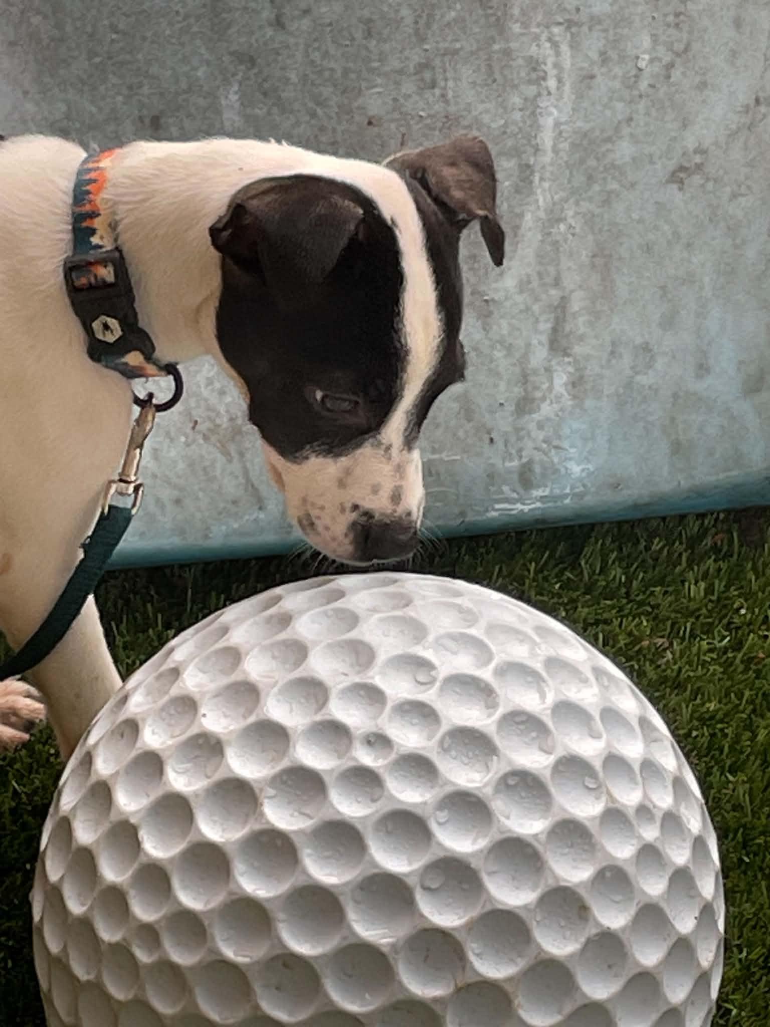 Alexa, Adoptable, Puppy Female Fox Terrier.