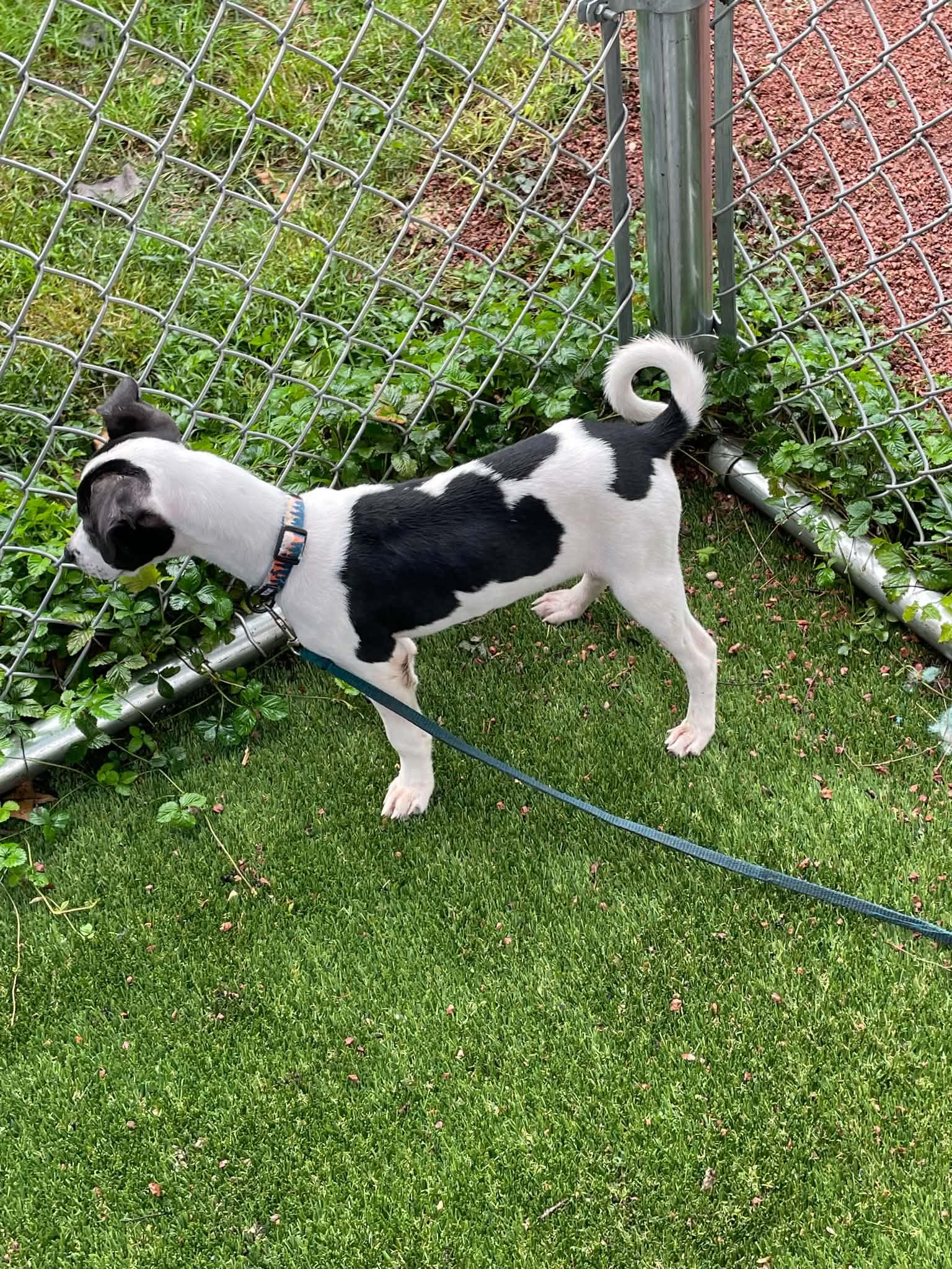 Enlarge Alexa, a Adoptable Fox Terrier in Elgin, IL image 2/3