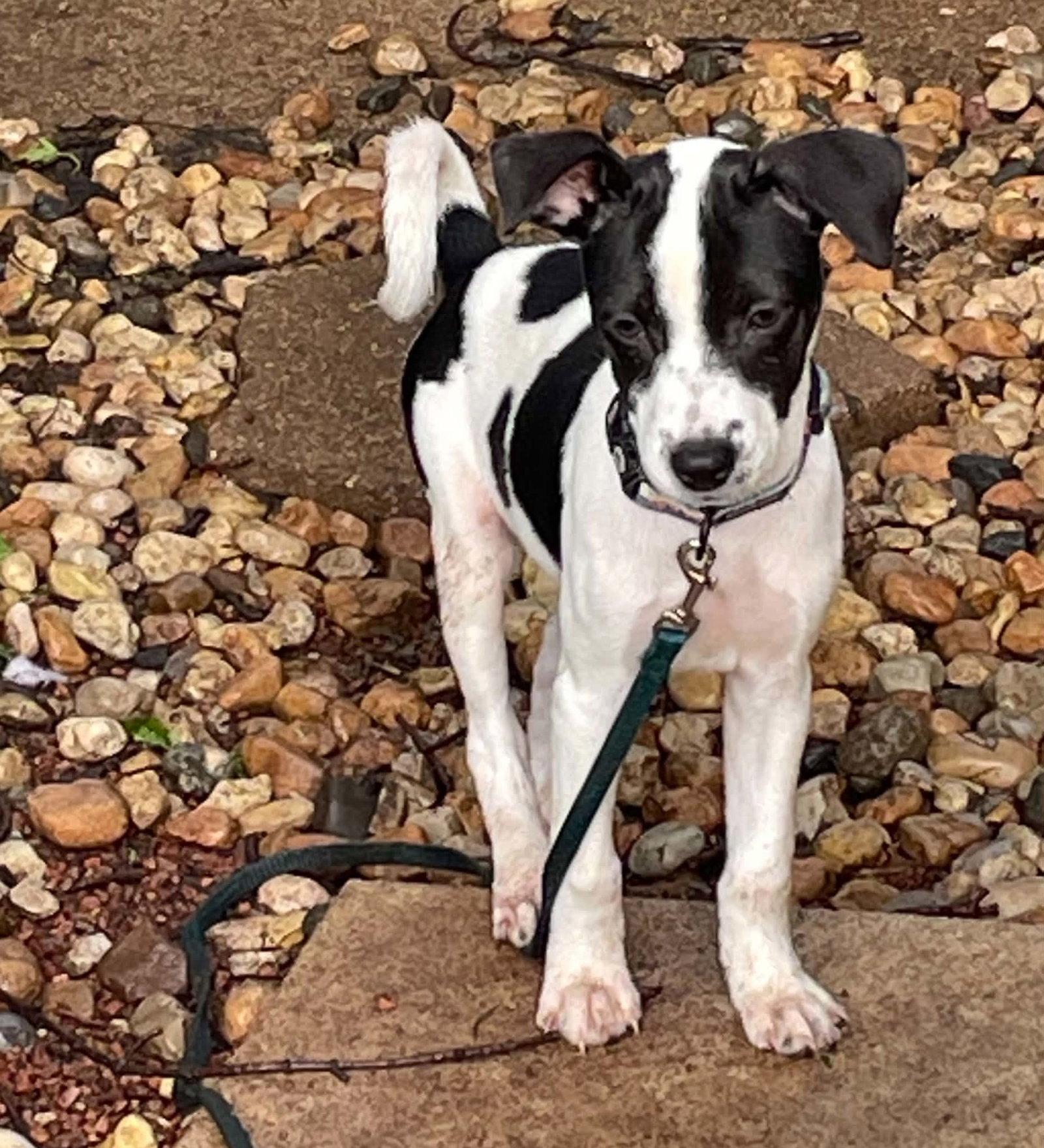 Enlarge Alexa, a Adoptable Fox Terrier in Elgin, IL image 3/3