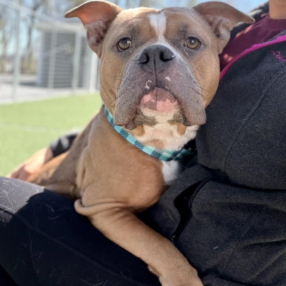 Enlarge Lady, a ADOPTABLE mixed breed in Whitehall, PA image 3/4
