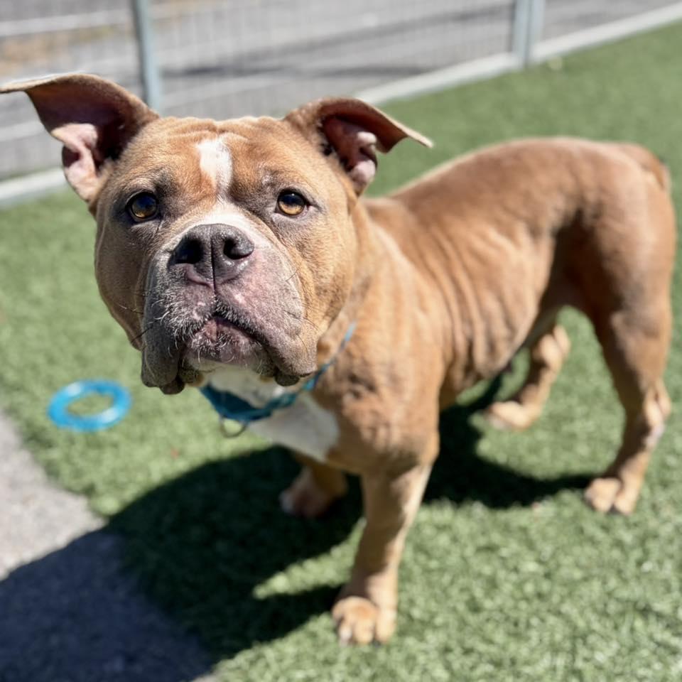 Lady, ADOPTABLE, Adult Female American Bulldog.