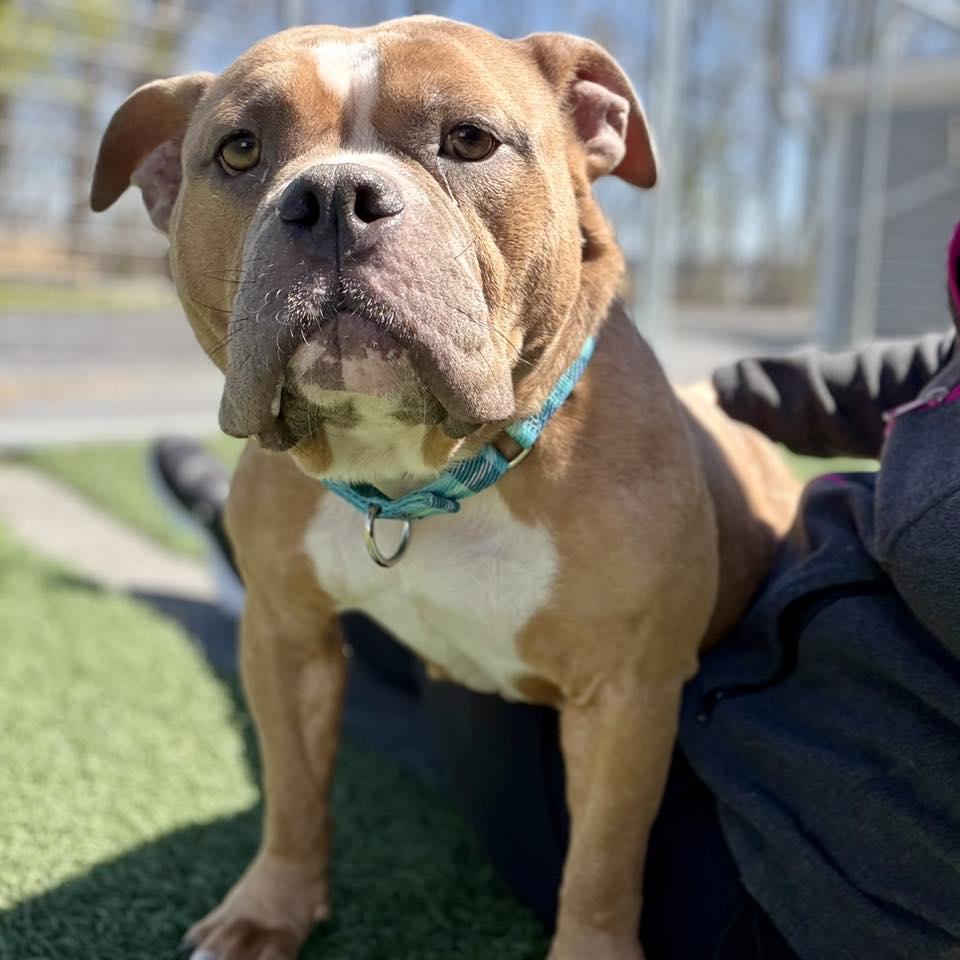 Enlarge Lady, a ADOPTABLE mixed breed in Whitehall, PA image 4/4