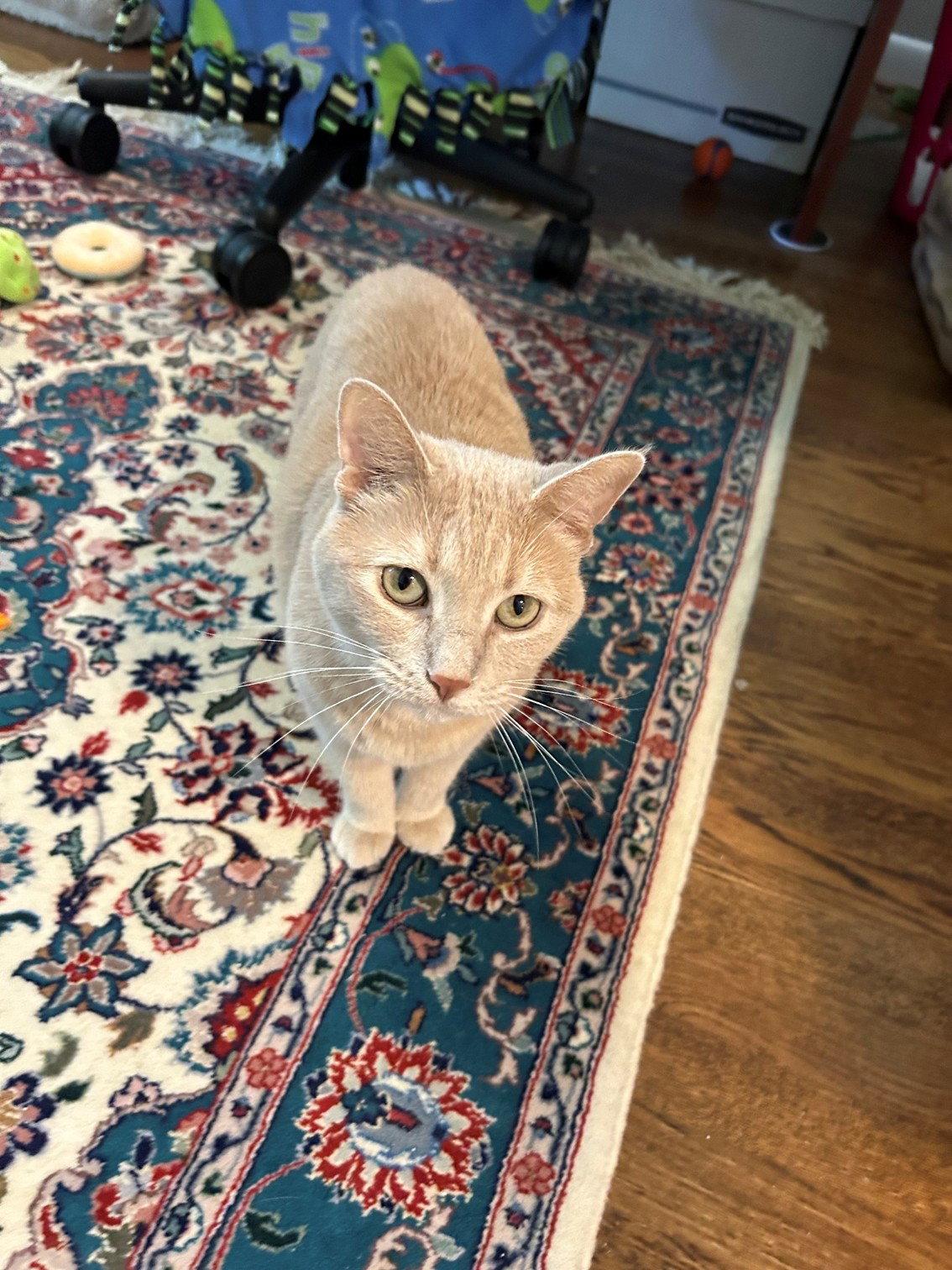 Cheeky - Foster/Perm ASAP! Unique Lovely Gir, Adoptable, Young Female American Shorthair & Domestic Short Hair.