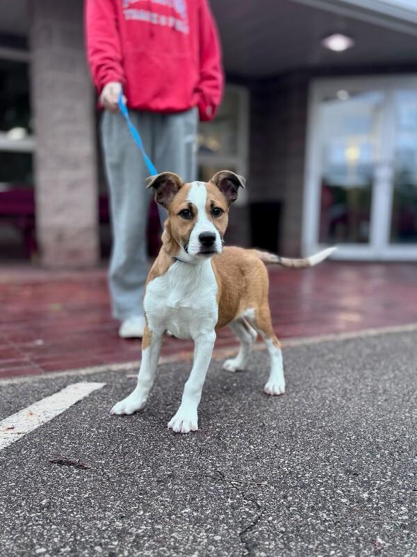 Mr. Jones, Adoptable, Young Male Mixed Breed.