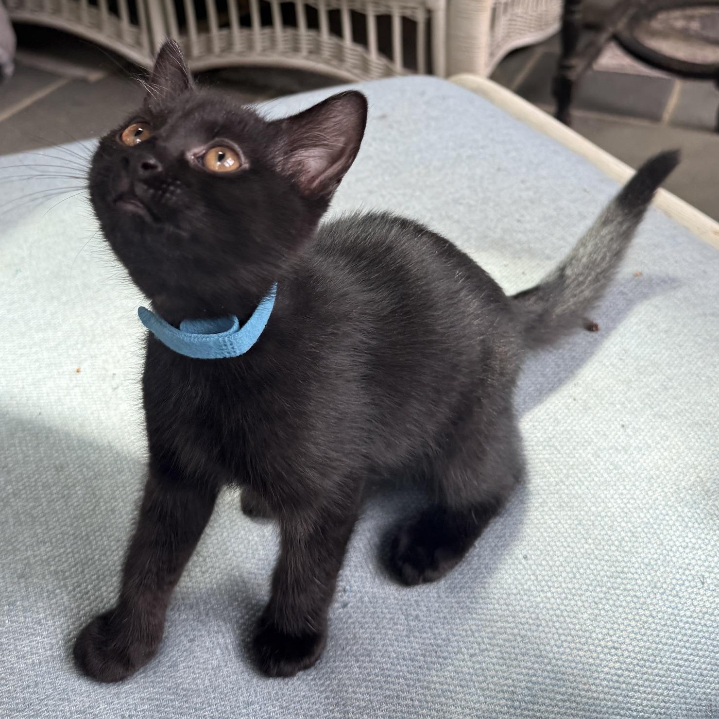 Red & Teal, an adopted mixed breed in Hyattsville, MD image 3/6