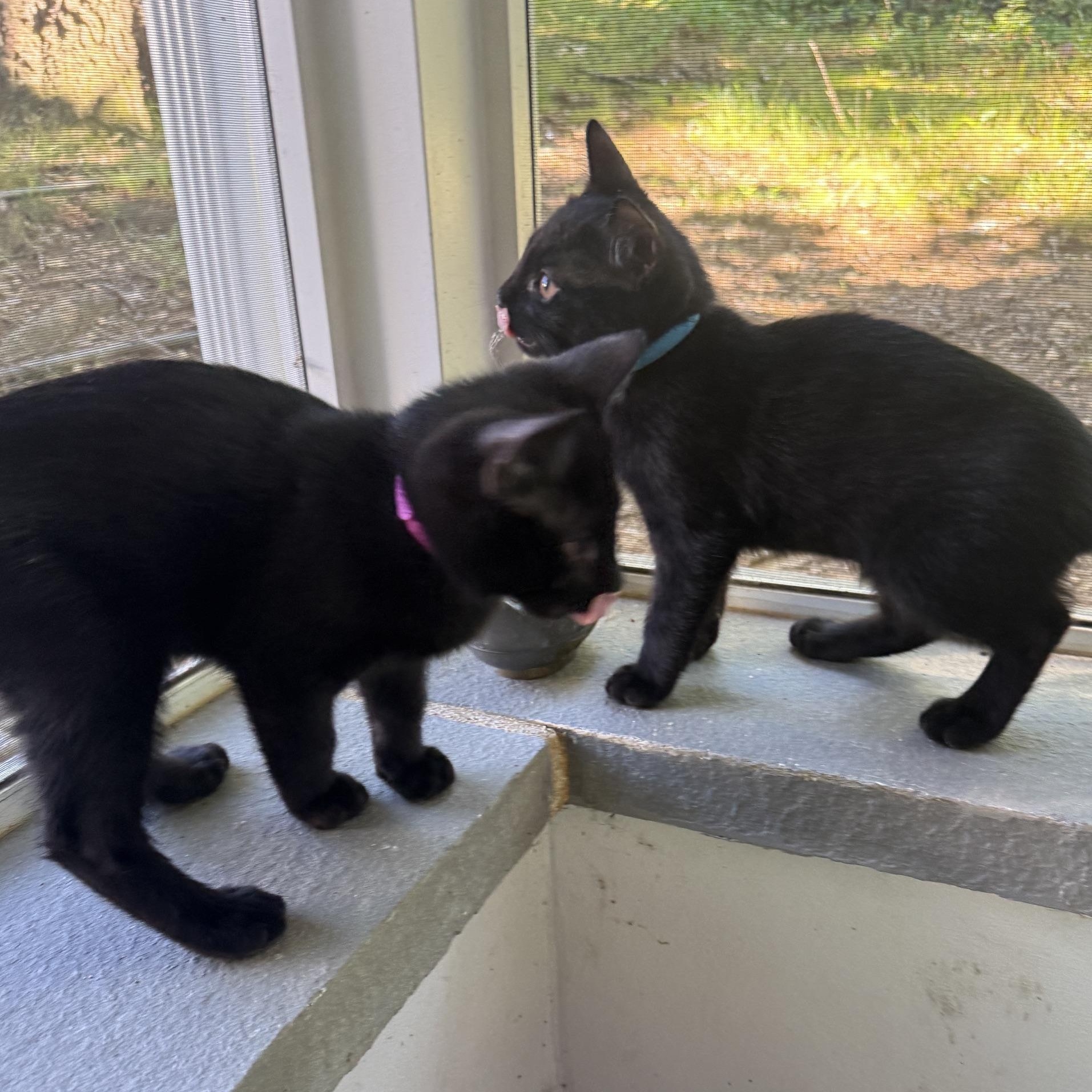 Red & Teal, an adopted mixed breed in Hyattsville, MD image 5/6