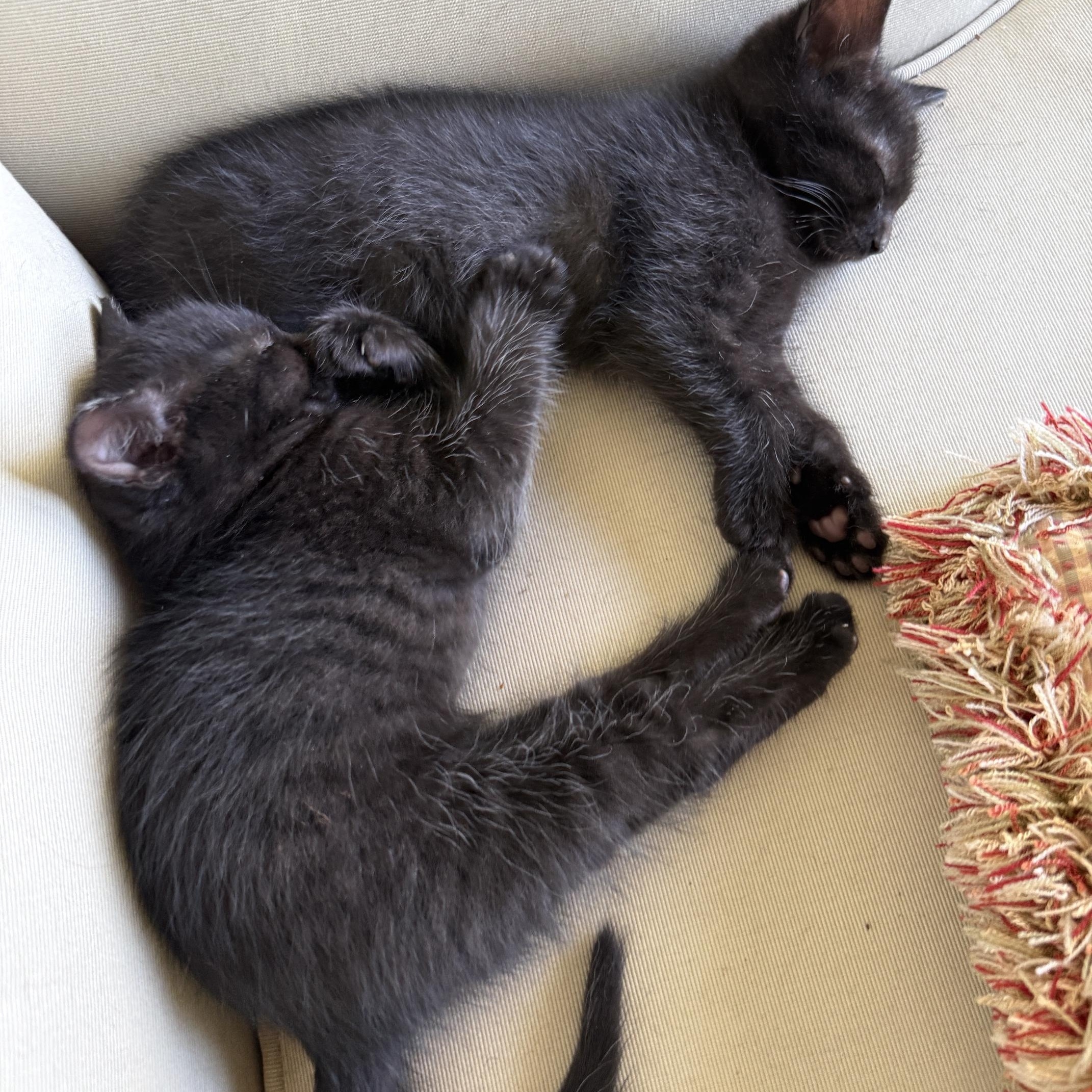 Red & Teal, an adopted mixed breed in Hyattsville, MD image 4/6