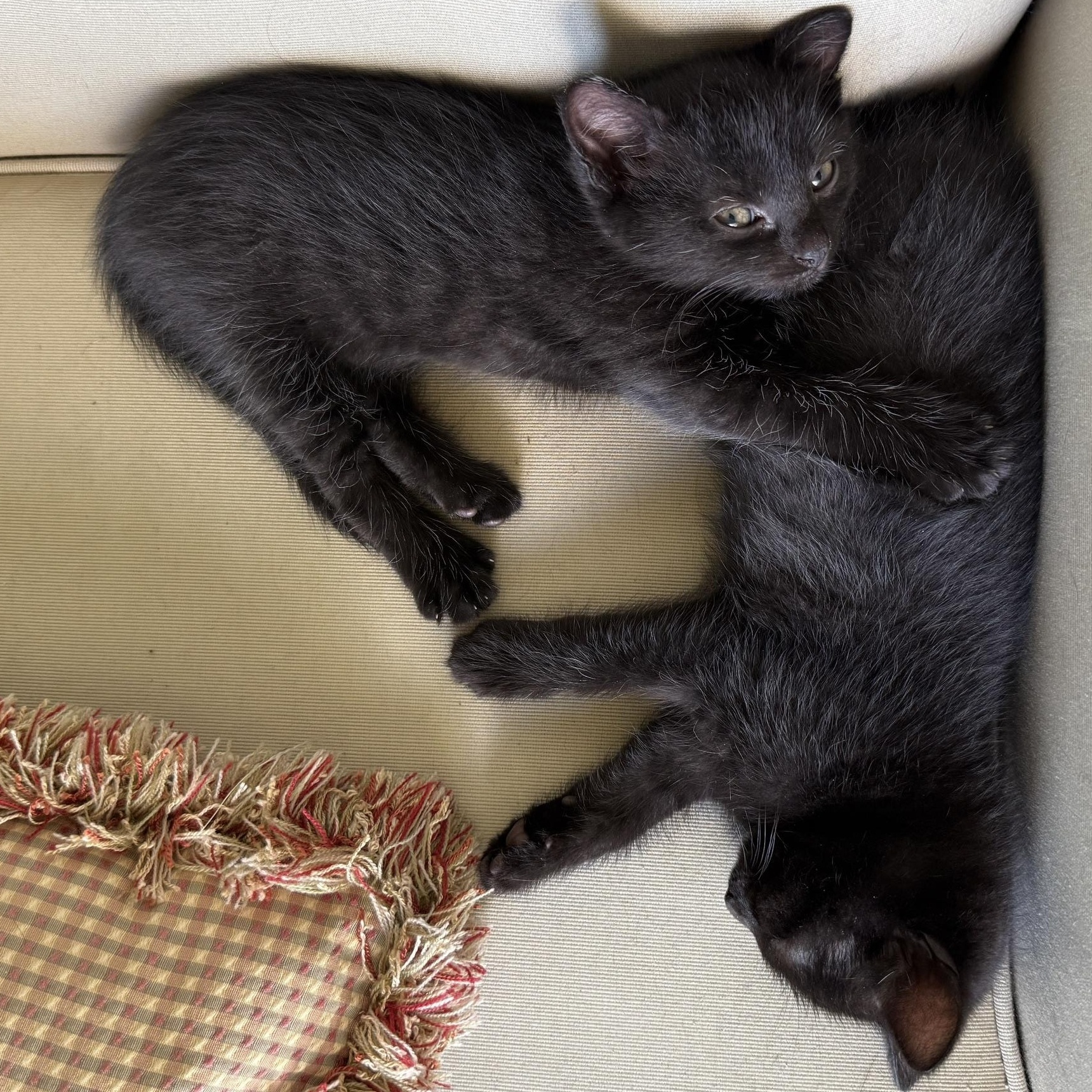 Red & Teal, an adopted mixed breed in Hyattsville, MD image 1/6