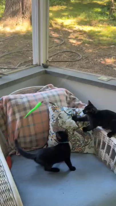 Enlarge Red & Teal, an adopted mixed breed in Hyattsville, MD video 6/6