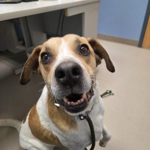 Kiefer, a Adoptable mixed breed in Grand Junction, CO image 2/5