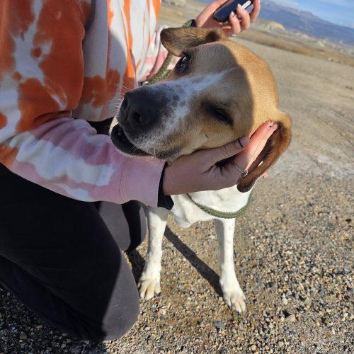 Kiefer, a Adoptable mixed breed in Grand Junction, CO image 3/5