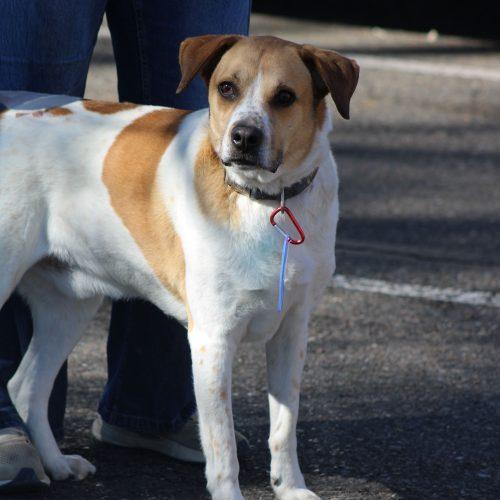 Kiefer, a Adoptable mixed breed in Grand Junction, CO image 5/5
