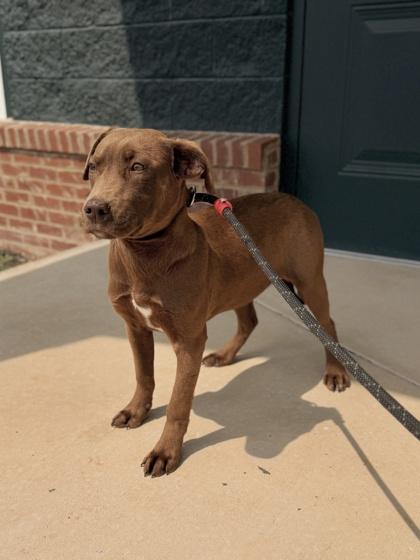 Enlarge 26-140 Barley, a Adoptable mixed breed in Barnesville, GA image 1/2