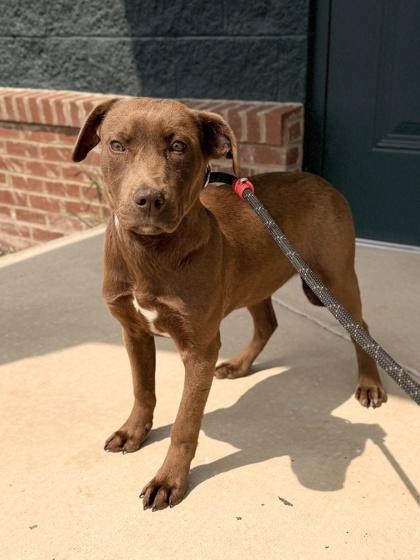 Enlarge 26-140 Barley, a Adoptable mixed breed in Barnesville, GA image 2/2