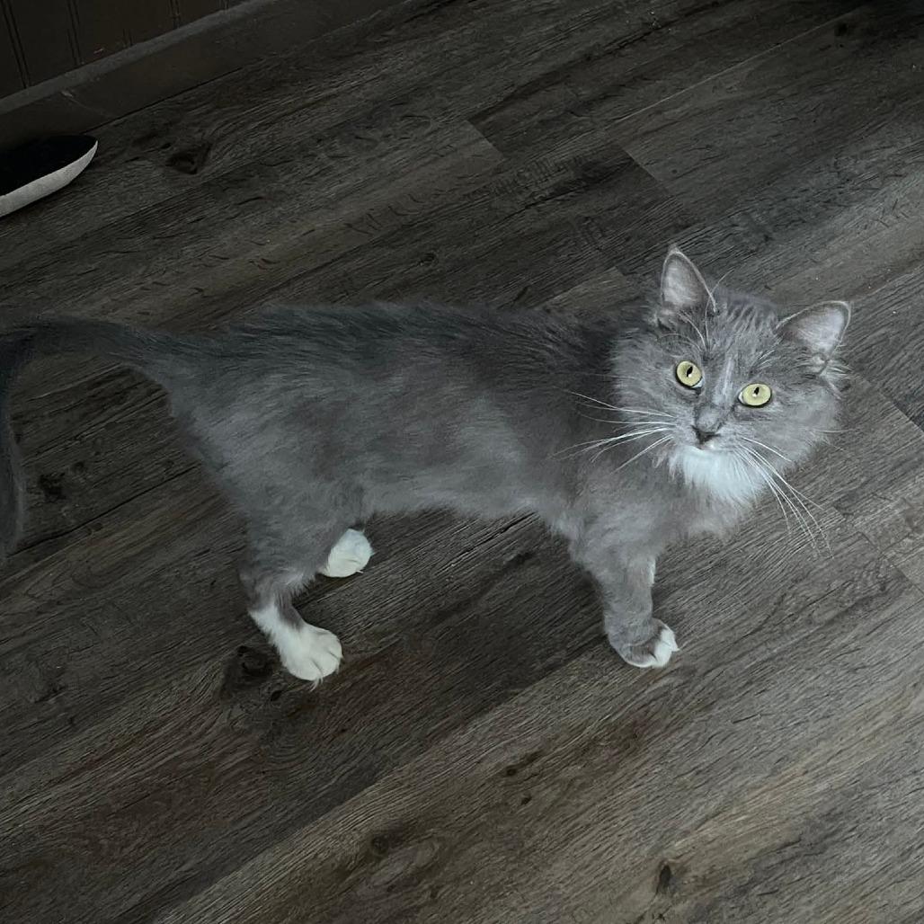 Conchiglie, Adoptable, Adult Female Domestic Medium Hair.