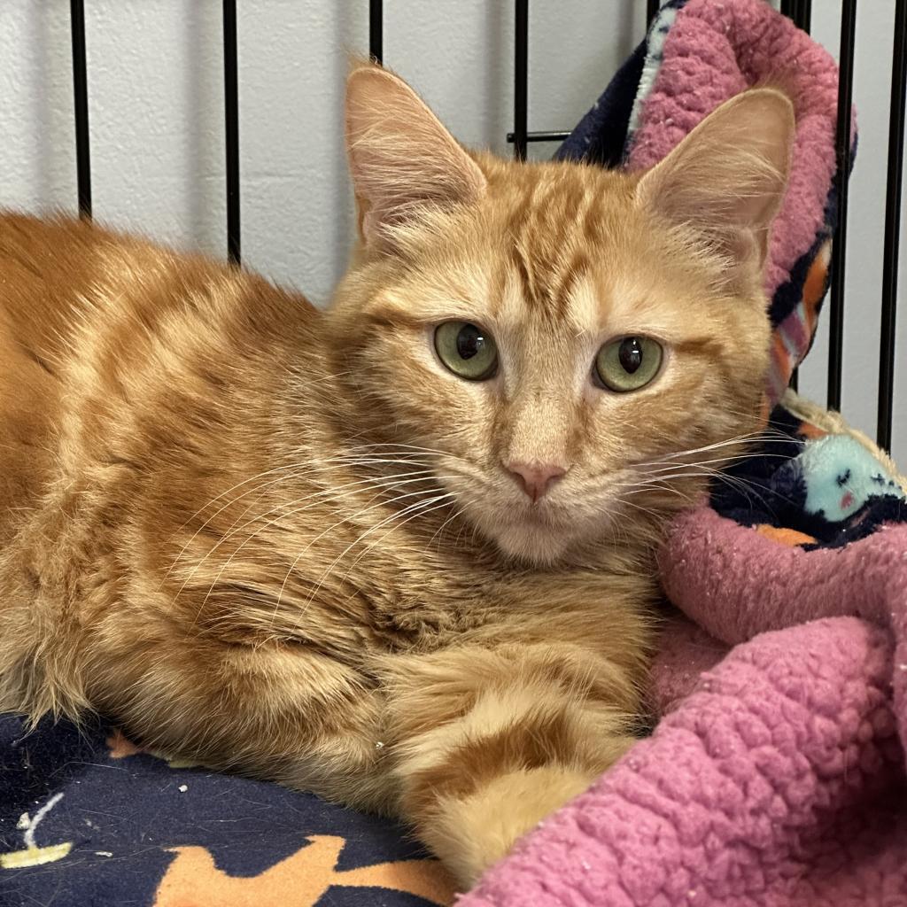 Venus, Adoptable, Adult Female Domestic Short Hair.