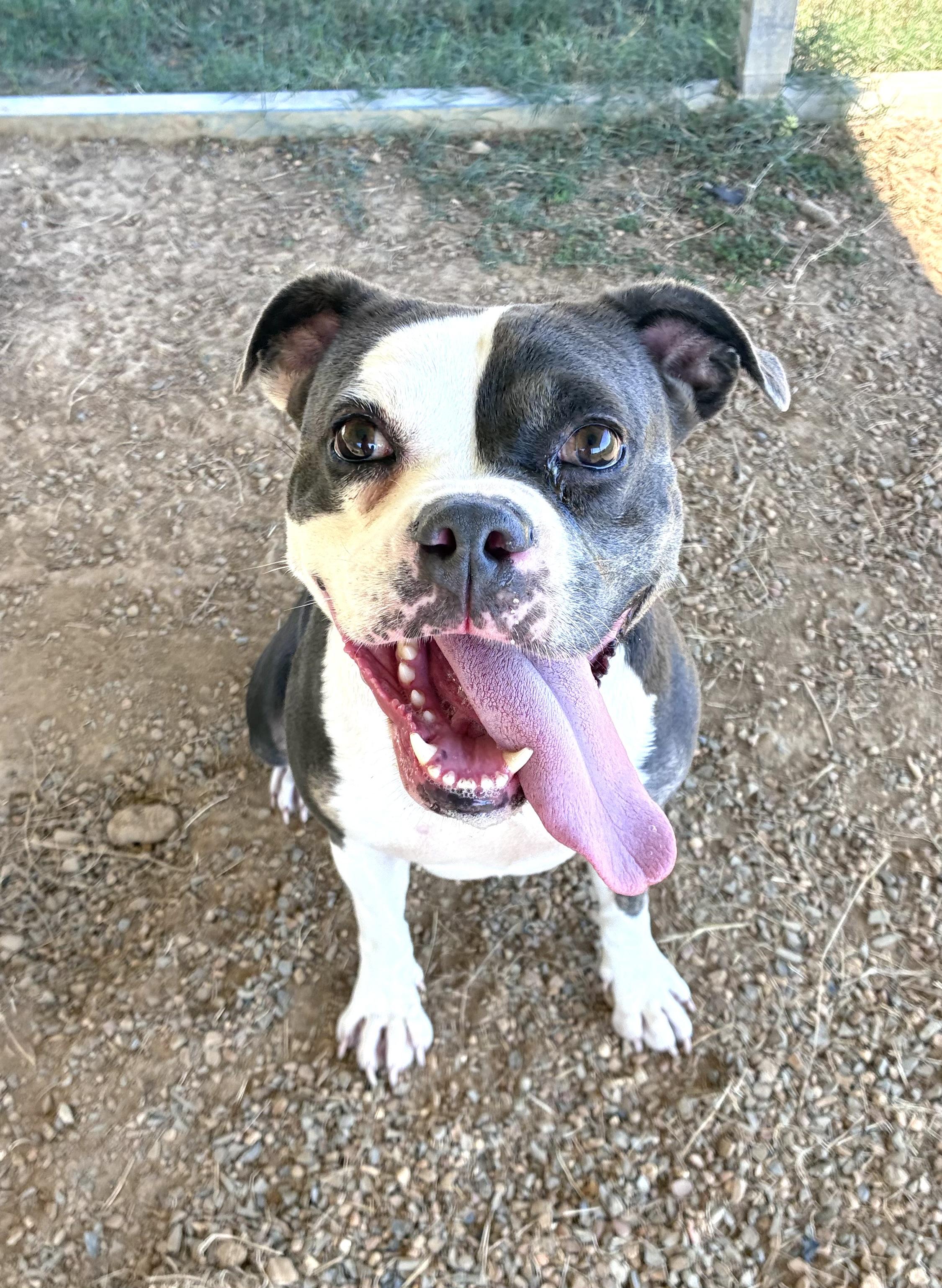 Enlarge Ginger, a Adopted mixed breed in Senatobia, MS image 3/3