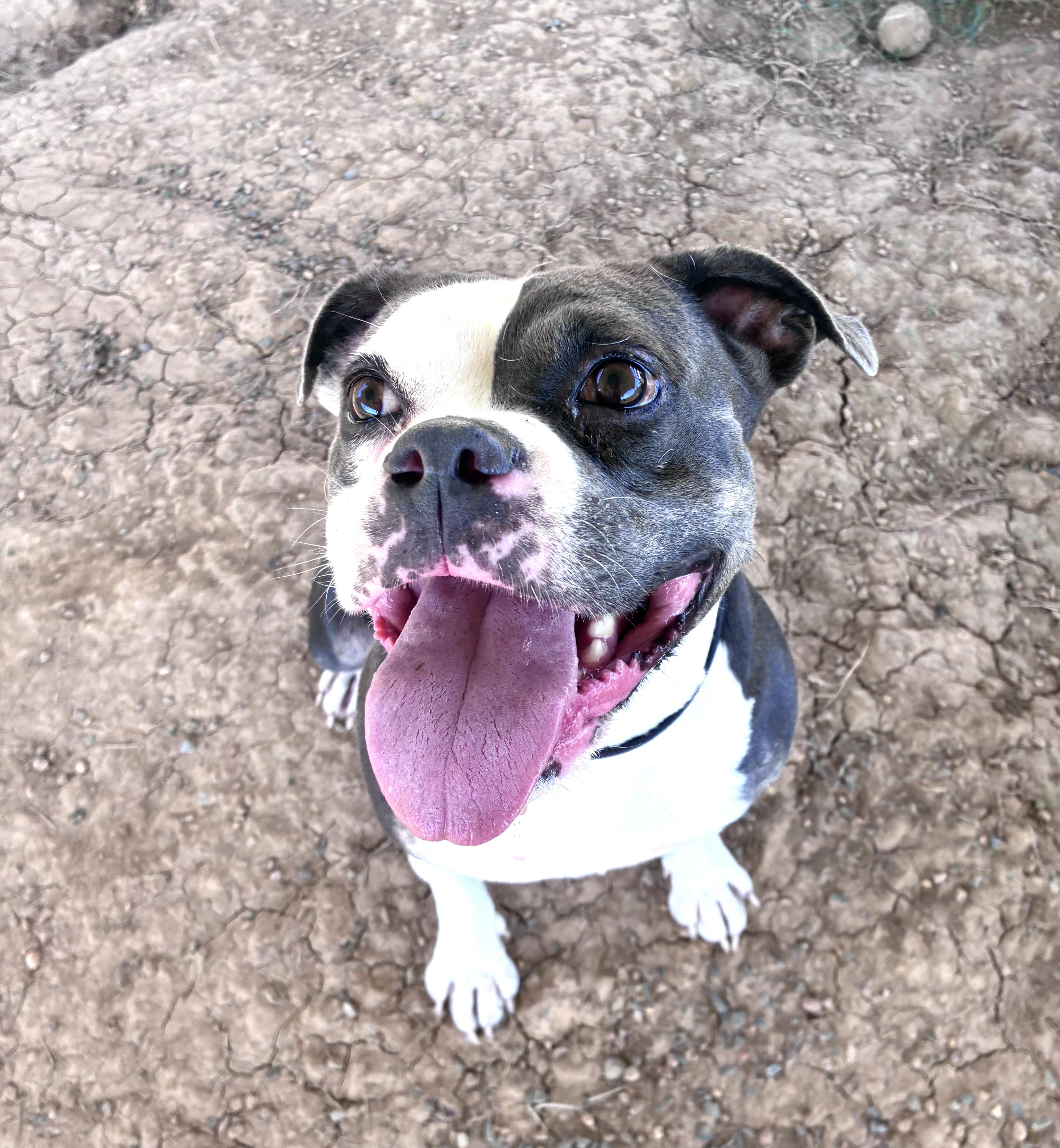 Ginger, Adoptable, Adult Female Boxer & Pit Bull Terrier.