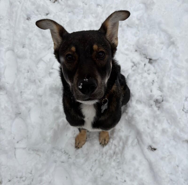 Giselle, Adoptable, Adult Female Shepherd & Mixed Breed.