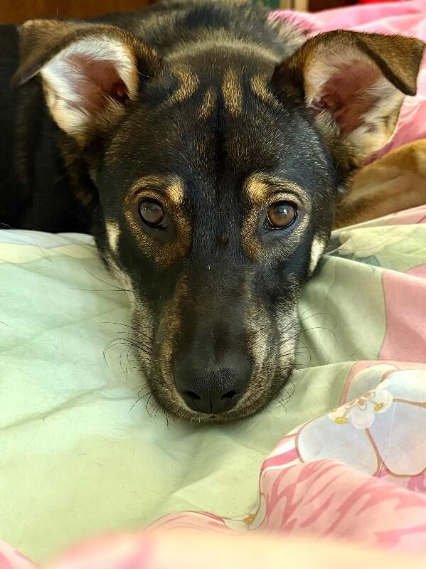 Enlarge Giselle, a Adoptable mixed breed in Berkeley Heights, NJ image 1/6