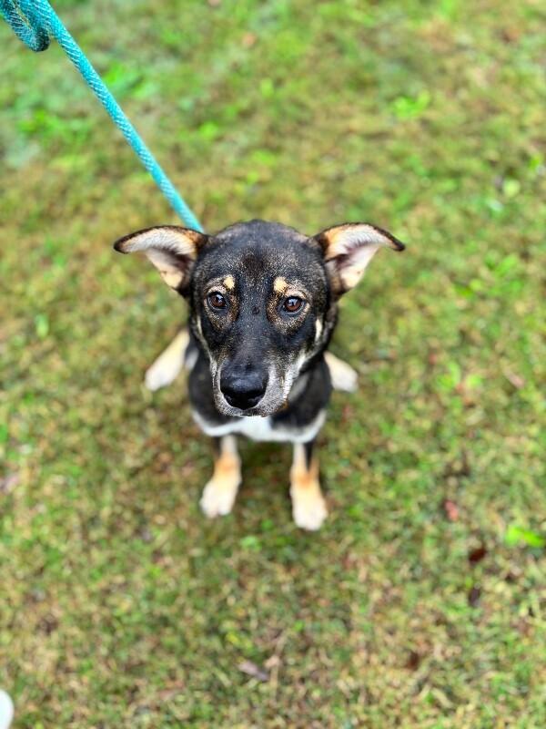 Enlarge Giselle, a Adoptable mixed breed in Berkeley Heights, NJ image 2/6