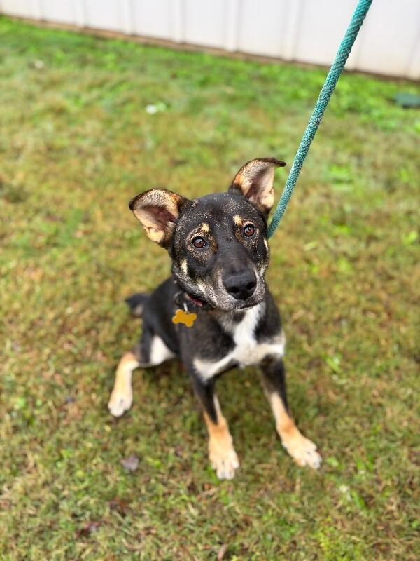 Enlarge Giselle, a Adoptable mixed breed in Berkeley Heights, NJ image 3/6